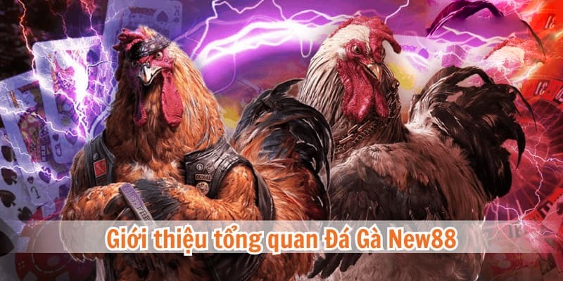 Đá gà New88 có nhiều hình thức